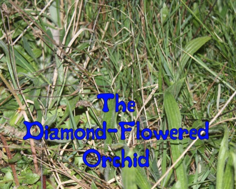 The Diamond-Flowered Orchid