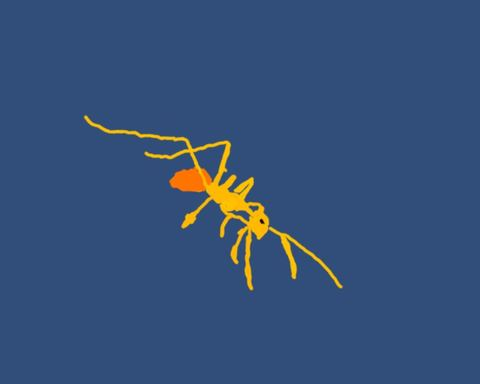 Parvus Anoplolepis gracilipes