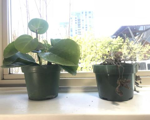 Our Plant