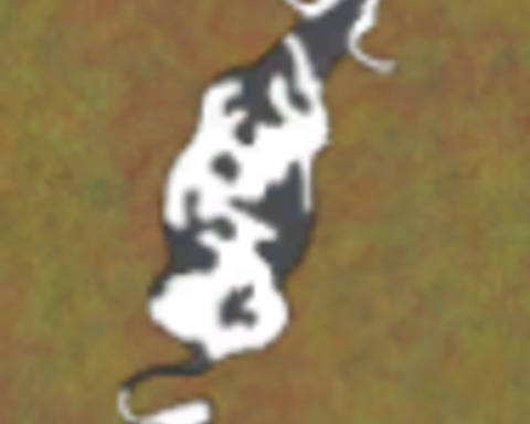 LDJRodeo