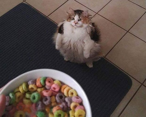 The All Powerful Loop Machine