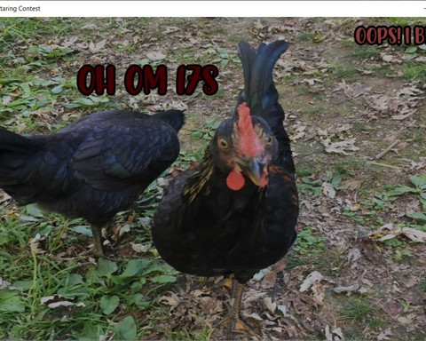 Virtual Chicken Staring Contest