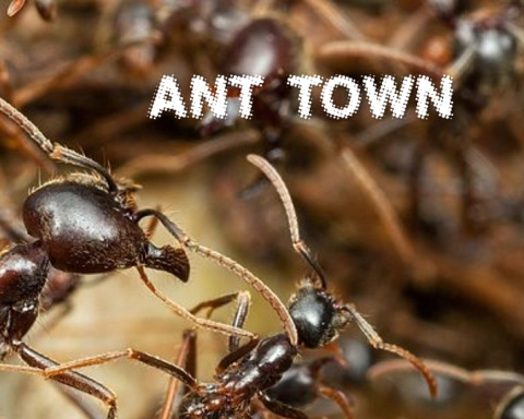 Ant Town