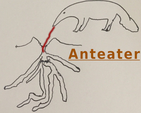 Anteater