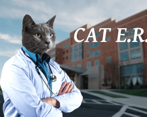 Cat ER