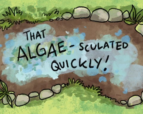 That algae-sculated quickly!