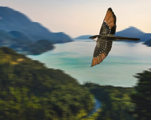 Flight of Claude
