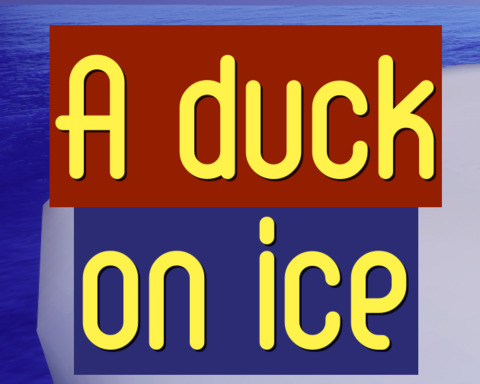 A duck on ice