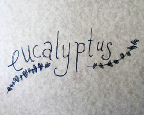 Eucalyptus