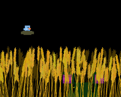 Wheat