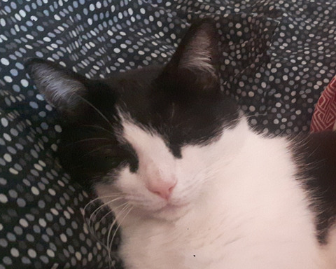 Petits Chats