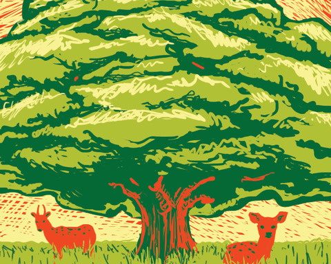 Harmony Forest