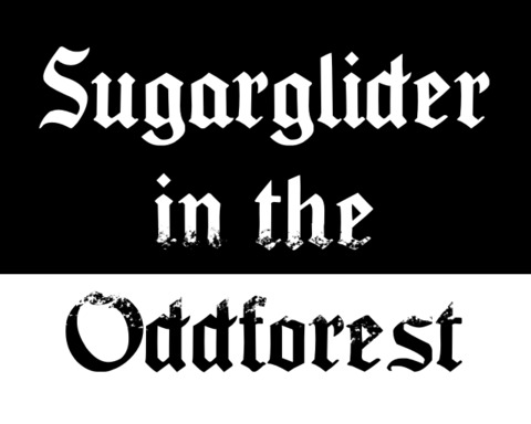 Sugarglider in the Oddforest
