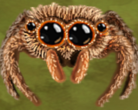 Jumping Spider