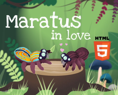 Maratus In Love