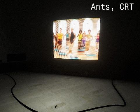 Ants, CRT