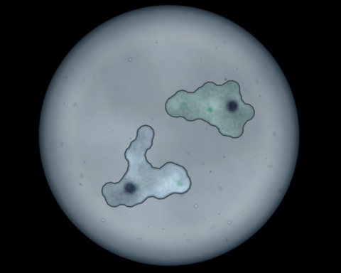 Pseudopseudopodia, or amoeba walking simulator