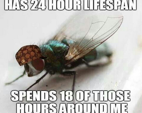That One F*cking Fly