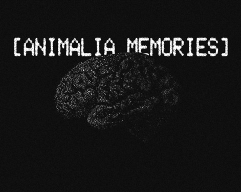 Animalia Memories