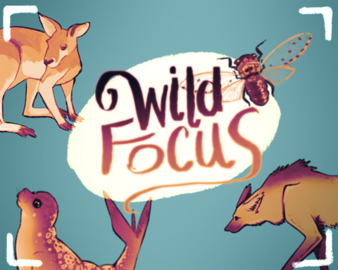 Wild Focus