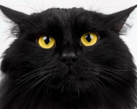I demand food, human!