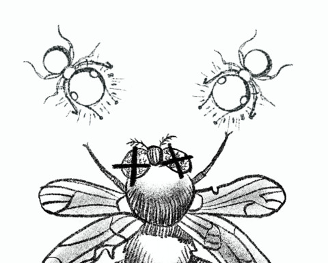 Antlector