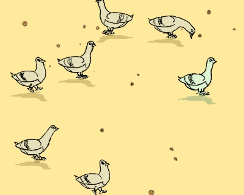 Pigeon