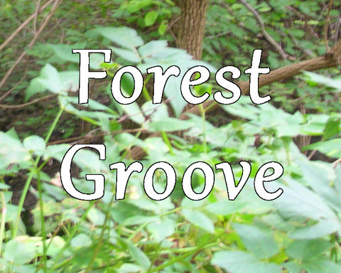 Forest Groove