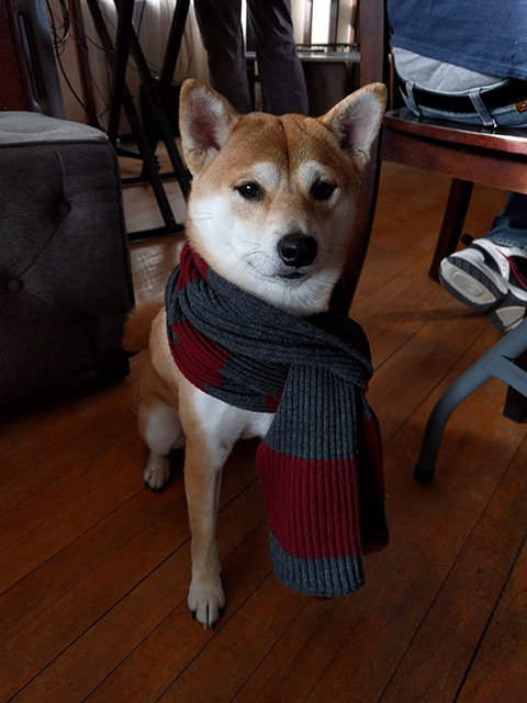 shiba-w-scarf.jpg
