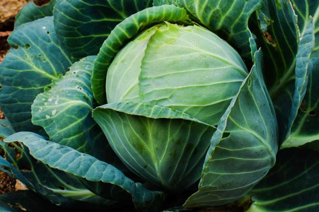 cabbage.jpg