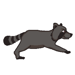 racoon_3_.gif