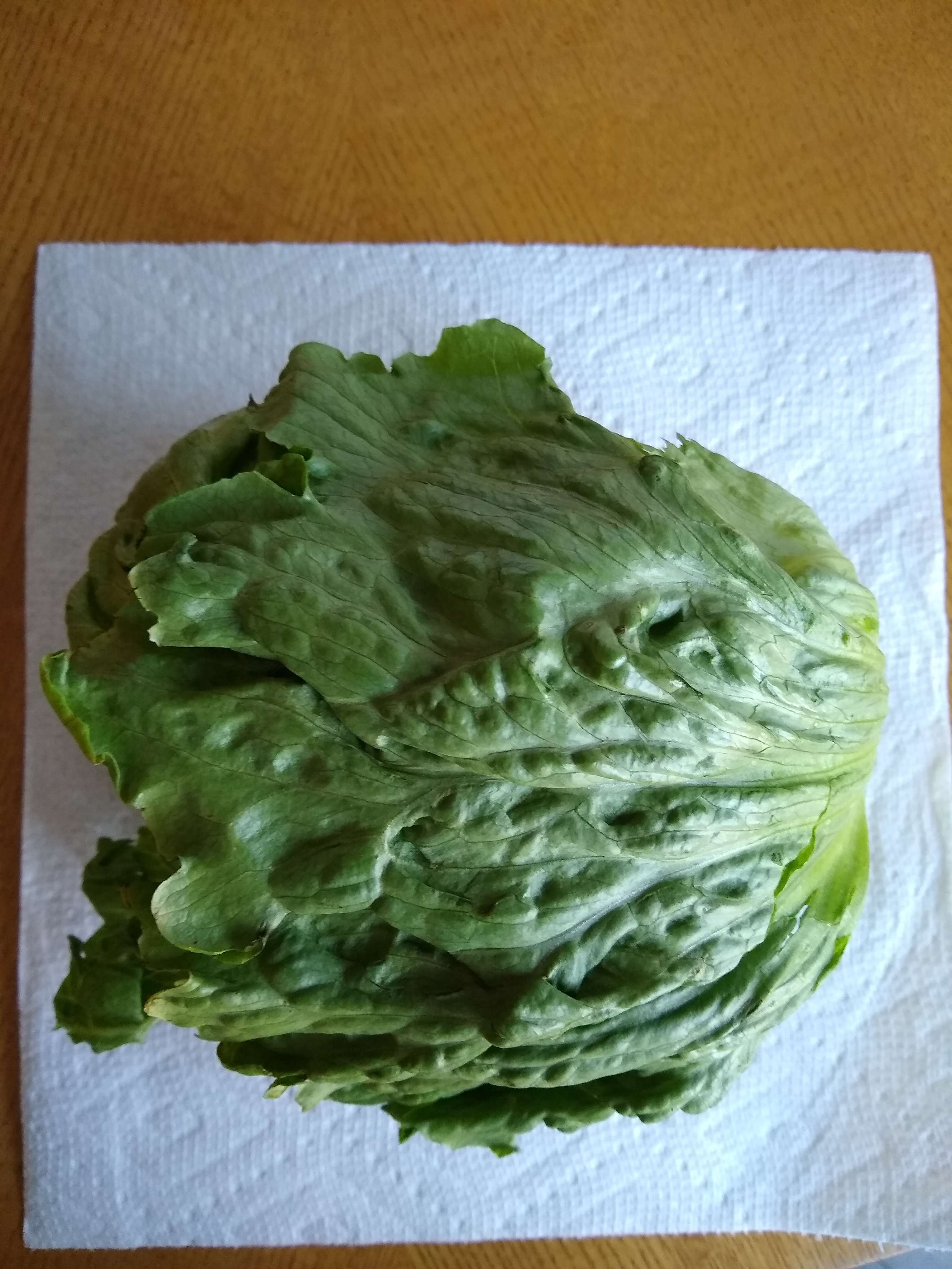 lettuce.jpg