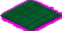 grass